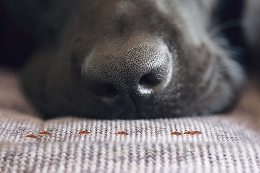 Wildlife & Animal Control Services by Black Diamond Pest Control